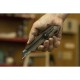 Нож OLFA WOOD-PP Models 18 мм, с сегментированным лезвием OL-WD-L